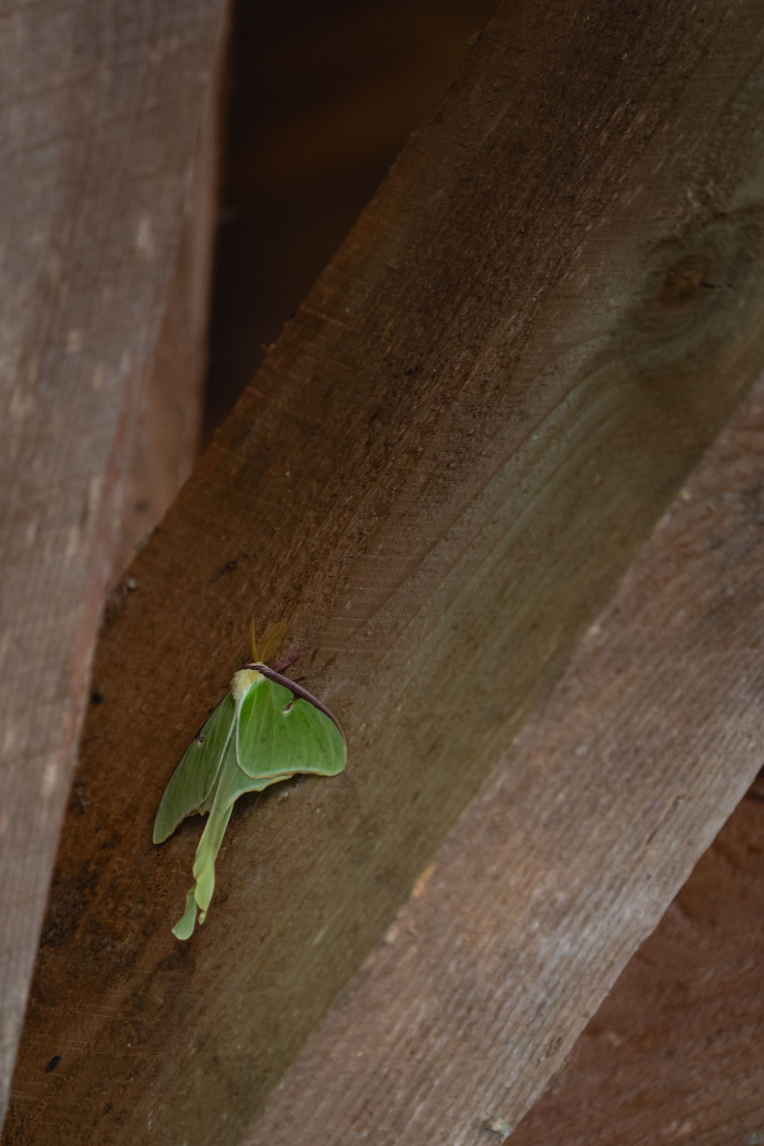 A sequence of green luna moth wings emerging from brown wooden slats in a time-lapse style composition.