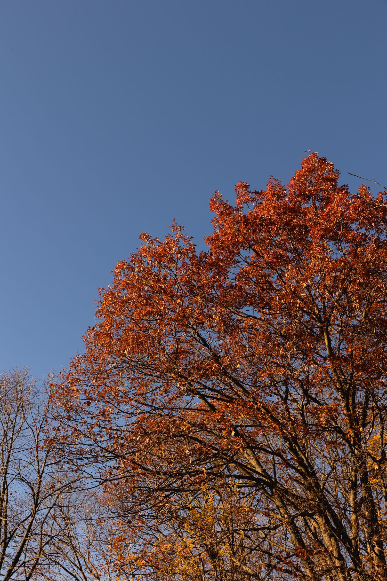 Autumn tree with bright orange foliage contrasts against deep blue sky on a clear fall day.