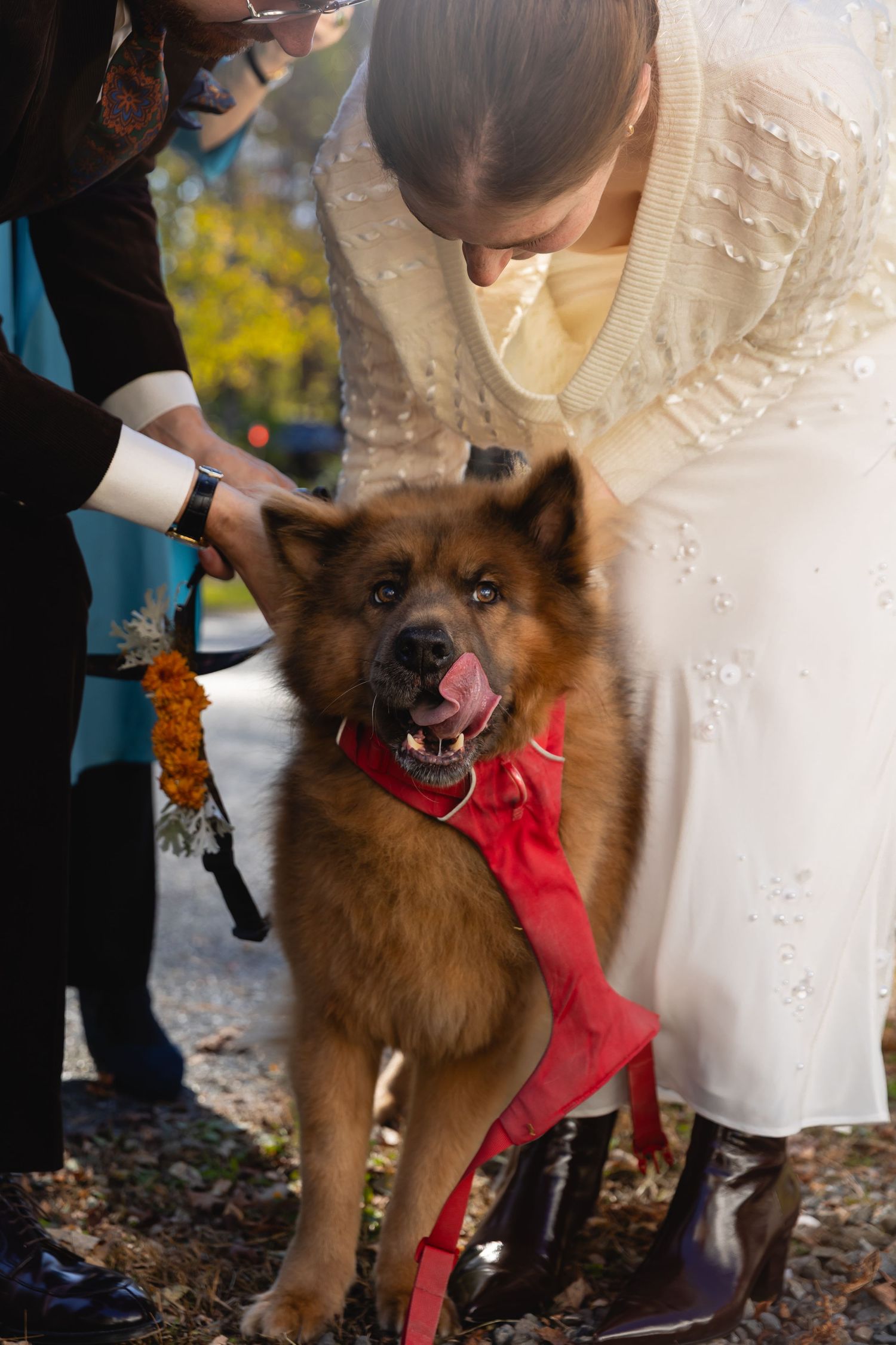 Bride in white dress petting a fluffy brown dog wearing a red bow tie at an outdoor wedding ceremony.