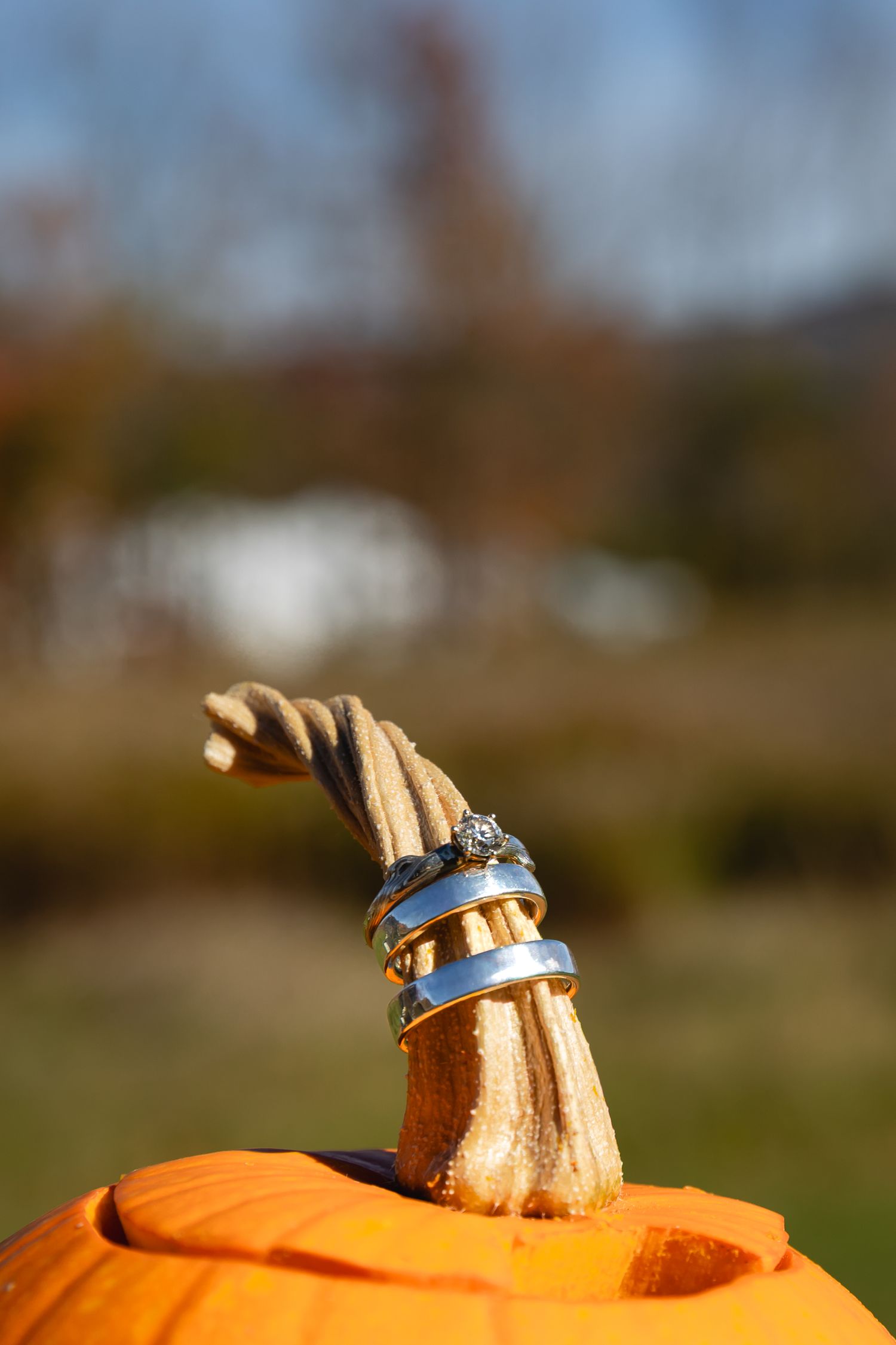 Close-up shots of an orange pumpkin stem against a blurred natural background.