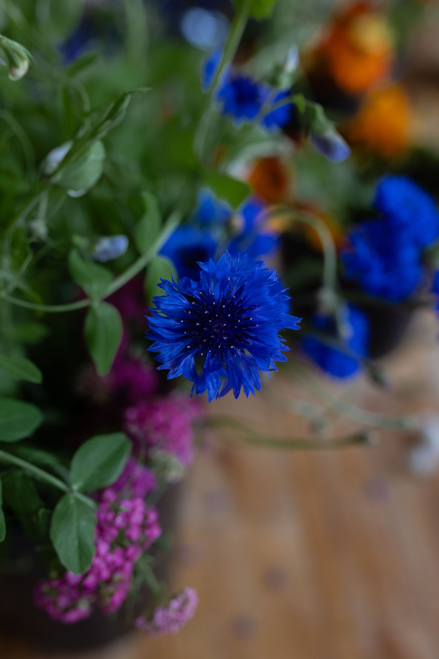 Vibrant blue cornflower bloom with purple and orange flowers in soft focus background.
