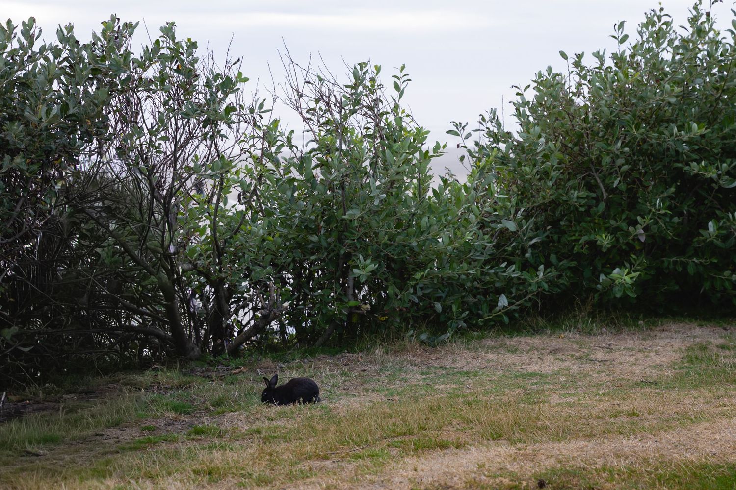 A panoramic sequence of green shrubs and vegetation along a grassy hillside path.