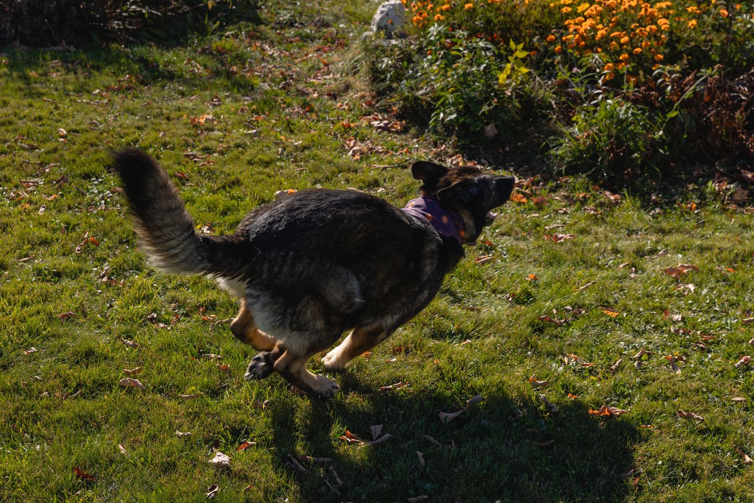 A large gray cat pounces and leaps across a grassy lawn in a sequence of action shots.