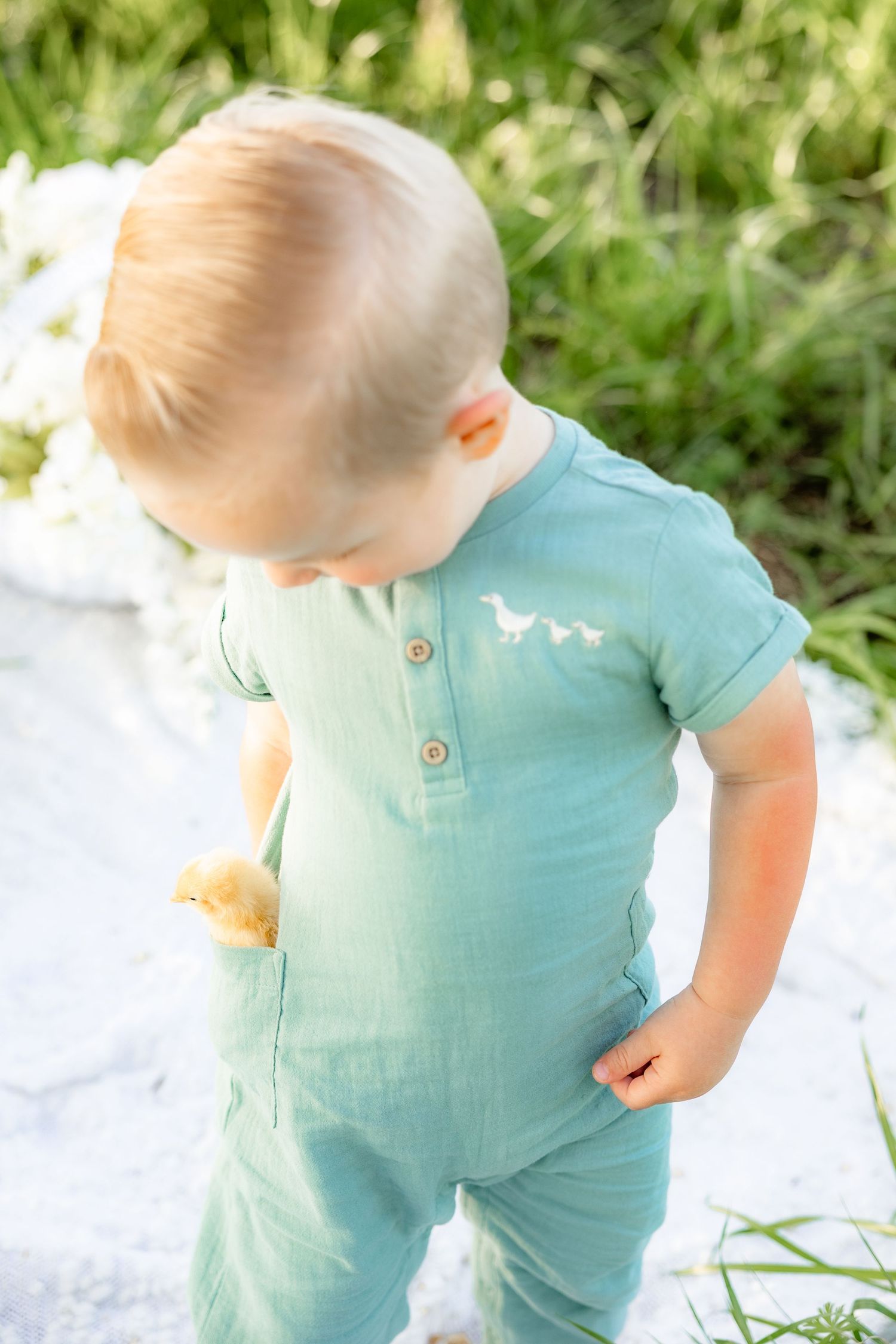 Spring Mini Session with baby chicks in a grass field at sunset near Dothan, Alabama