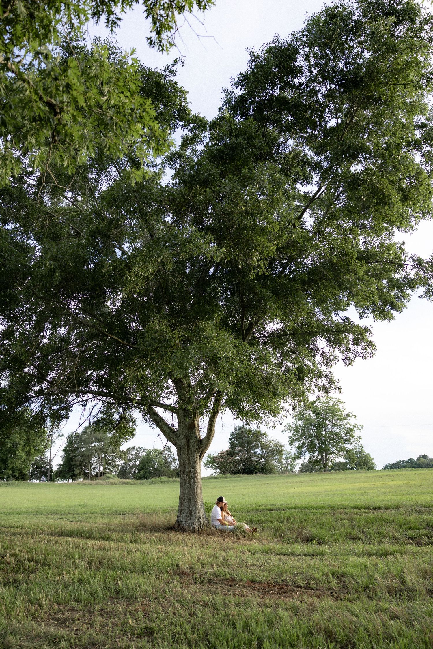 Romantic couple photos in a natural grass field setting with large trees at sunset.