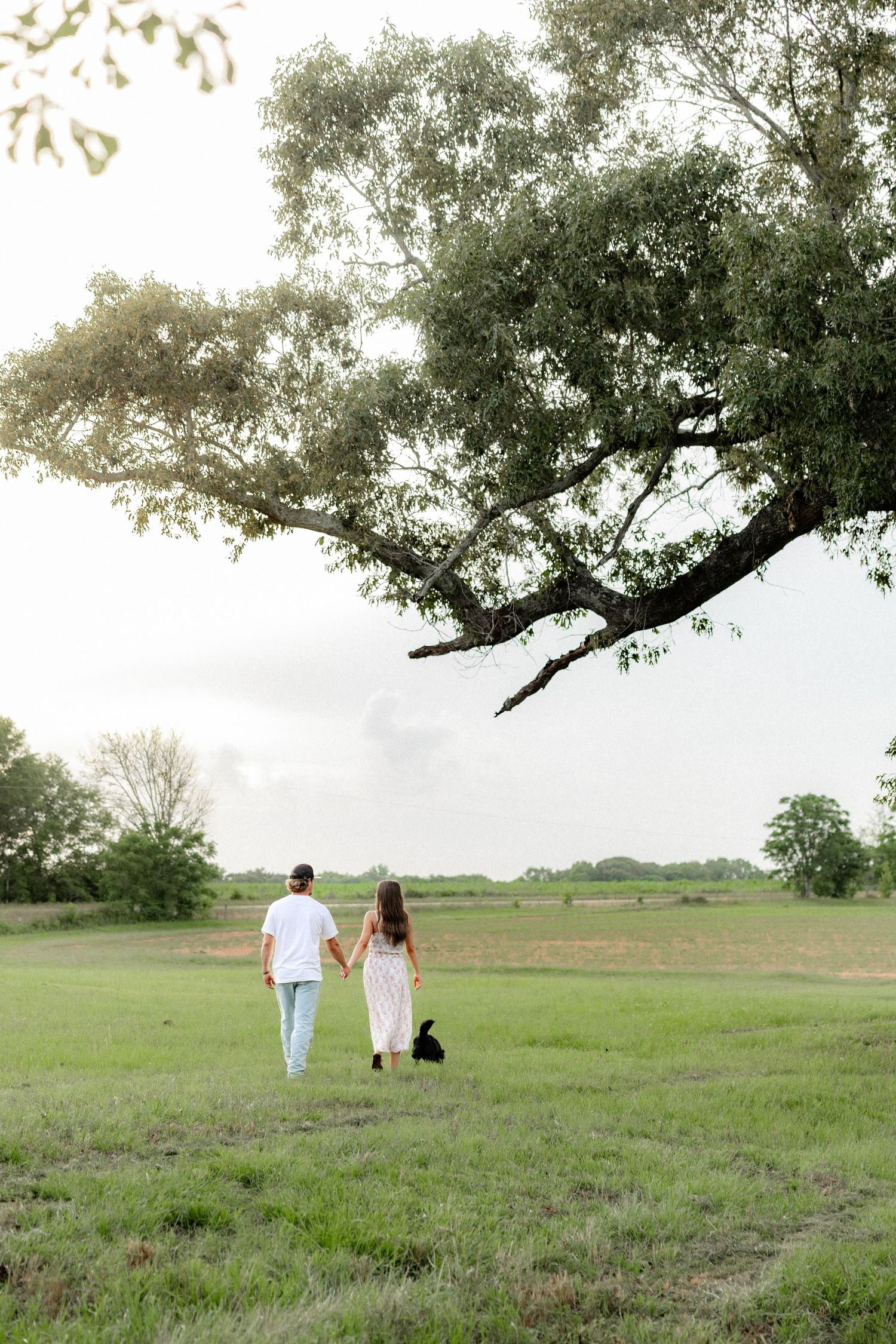 Romantic couple photos in a natural grass field setting with large trees at sunset.
