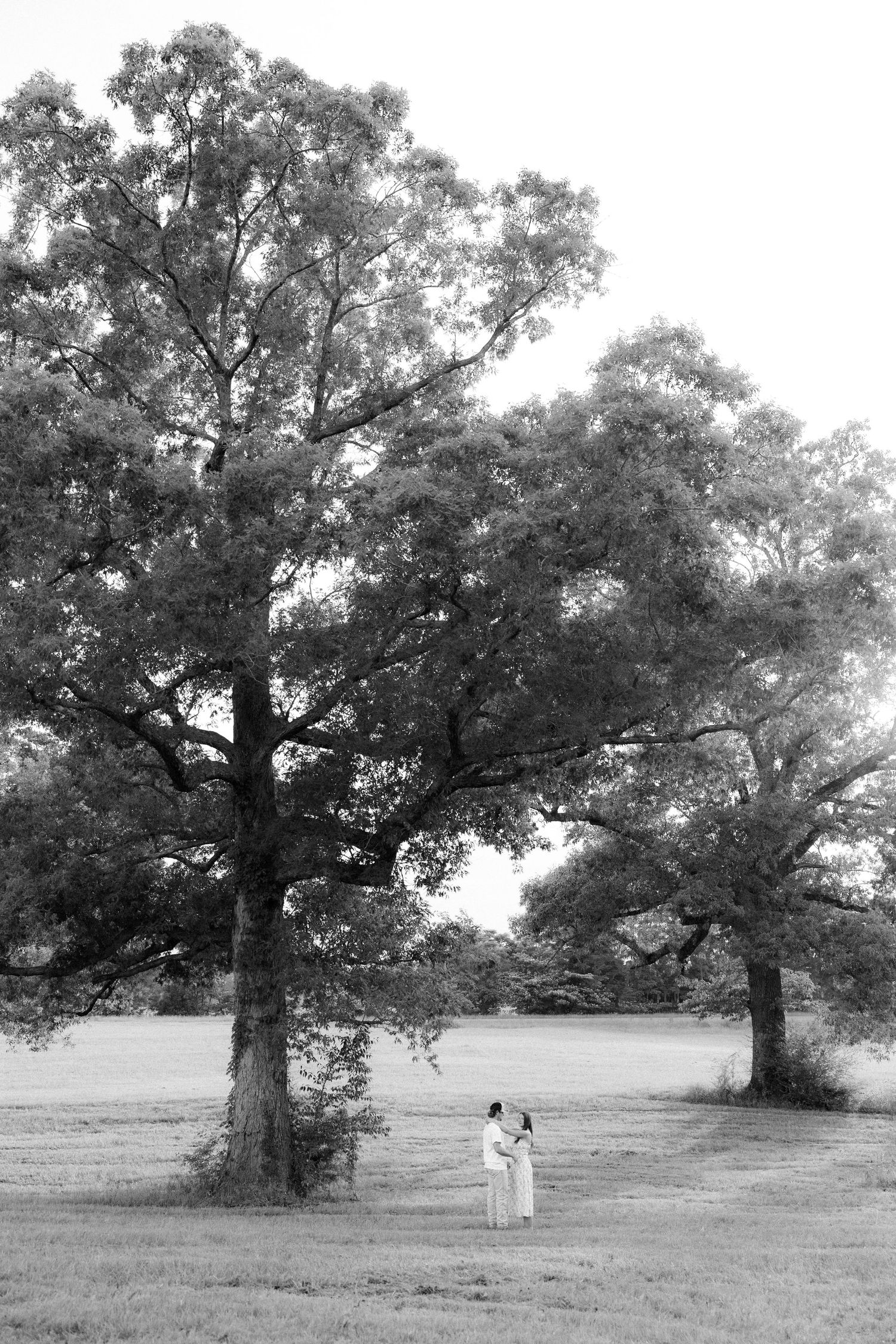 Romantic couple photos in a natural grass field setting with large trees at sunset.