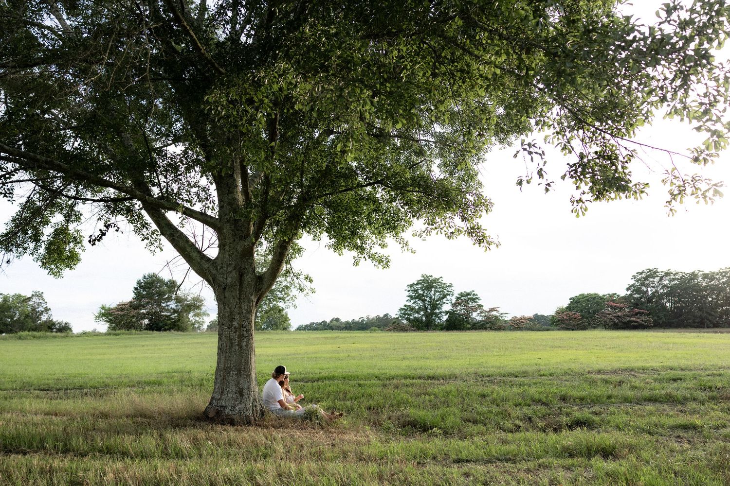 Romantic couple photos in a natural grass field setting with large trees at sunset.