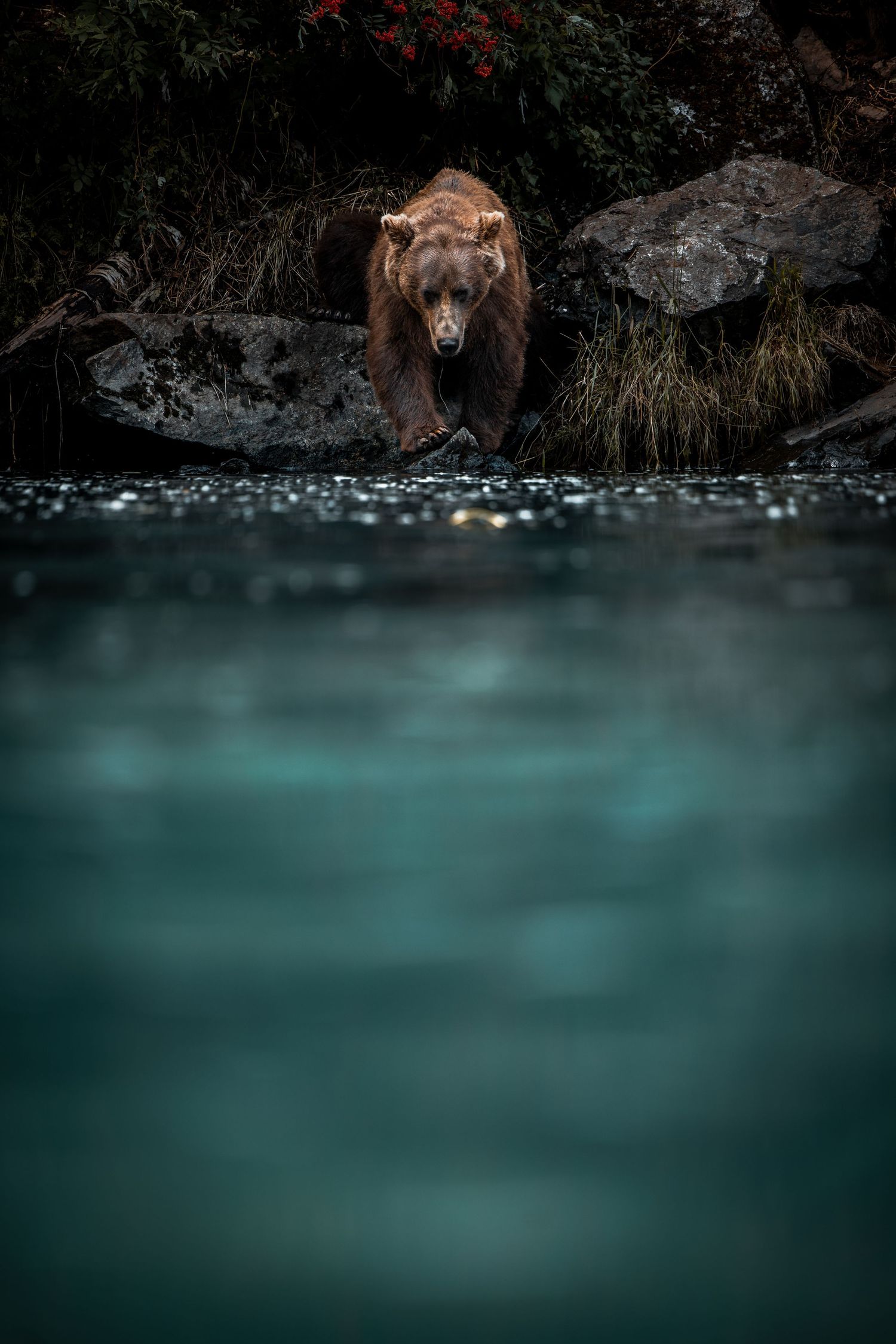 Grizzly bear standing at water's edge with turquoise lake in moody nature scene.
