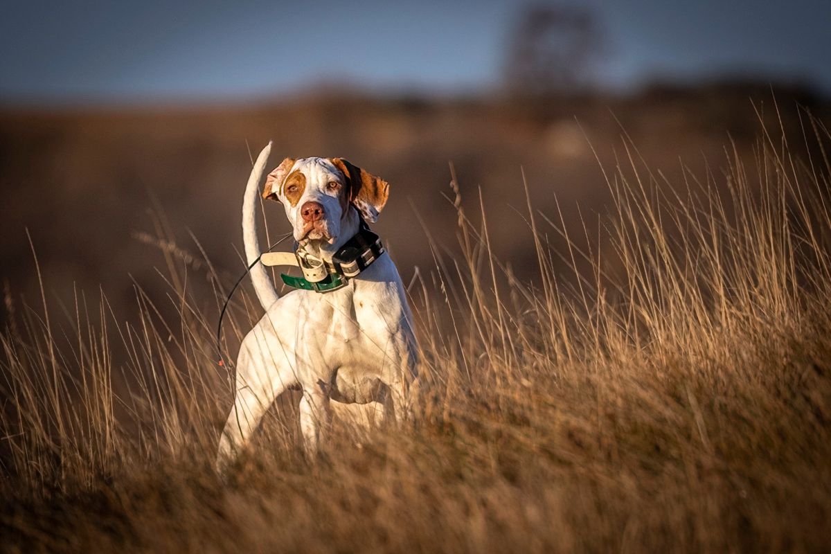 English pointer dog standing alert in brown grass field holding antlers.
