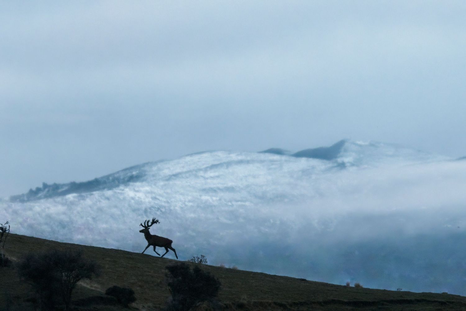 Silhouette against snowy mountain backdrop in foggy conditions.