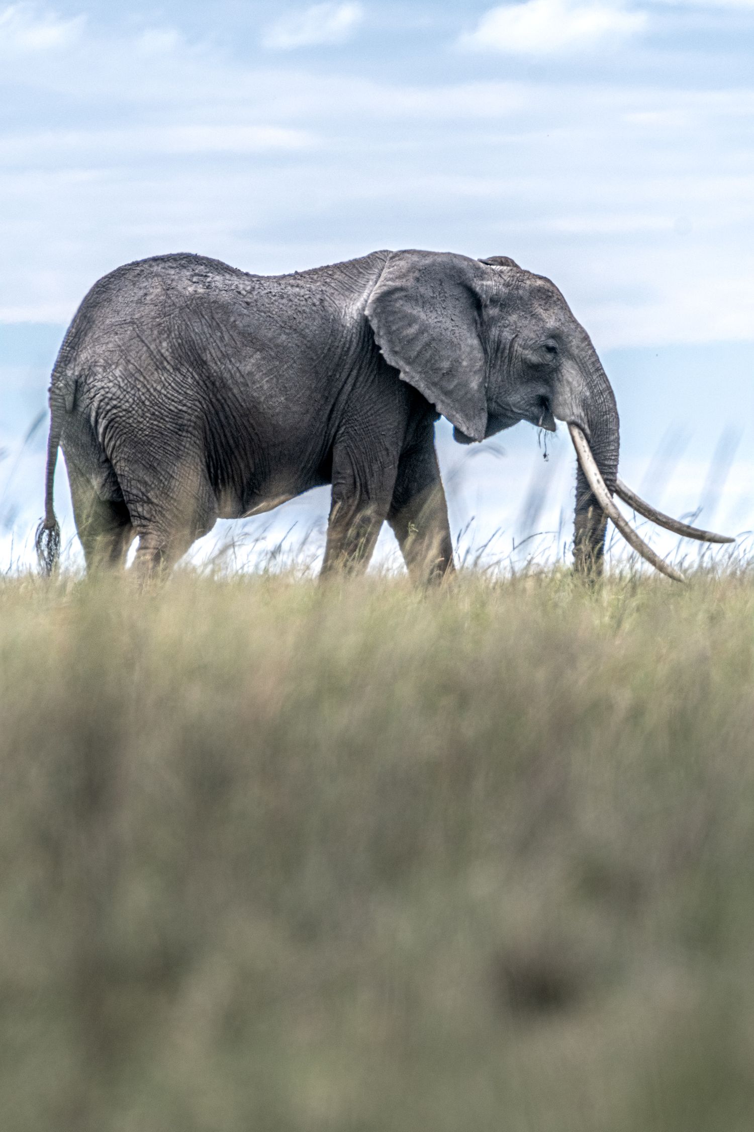 A herd of African elephants walk along the horizon in tall grass during golden hour.