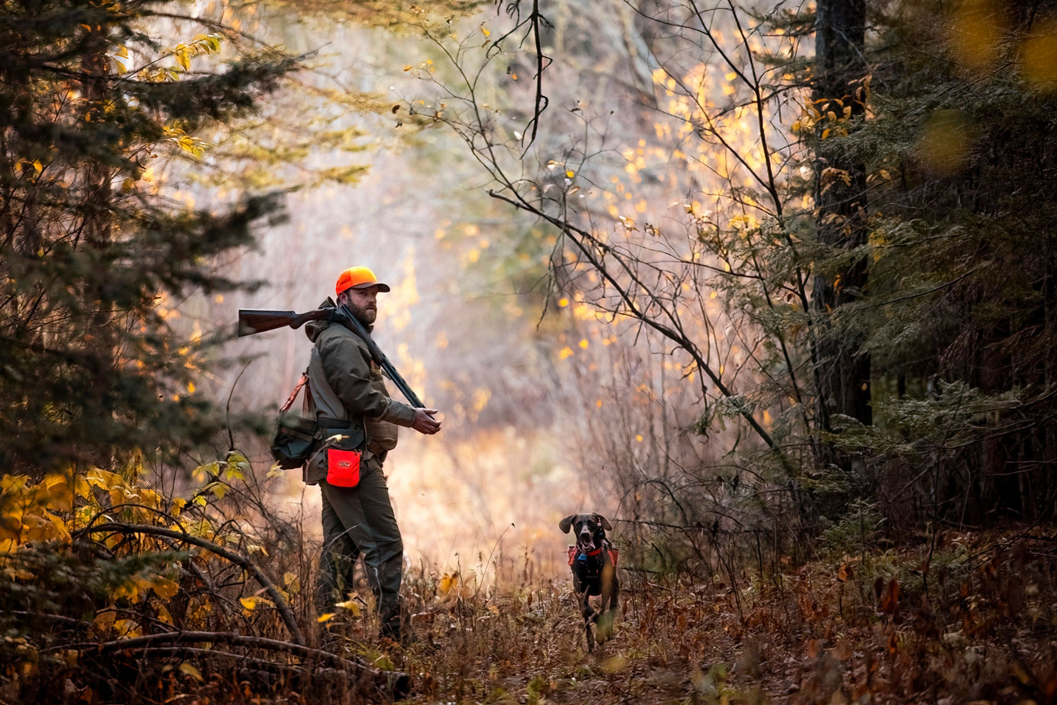 Hunter in orange safety vest walks through autumn forest with hunting dog.