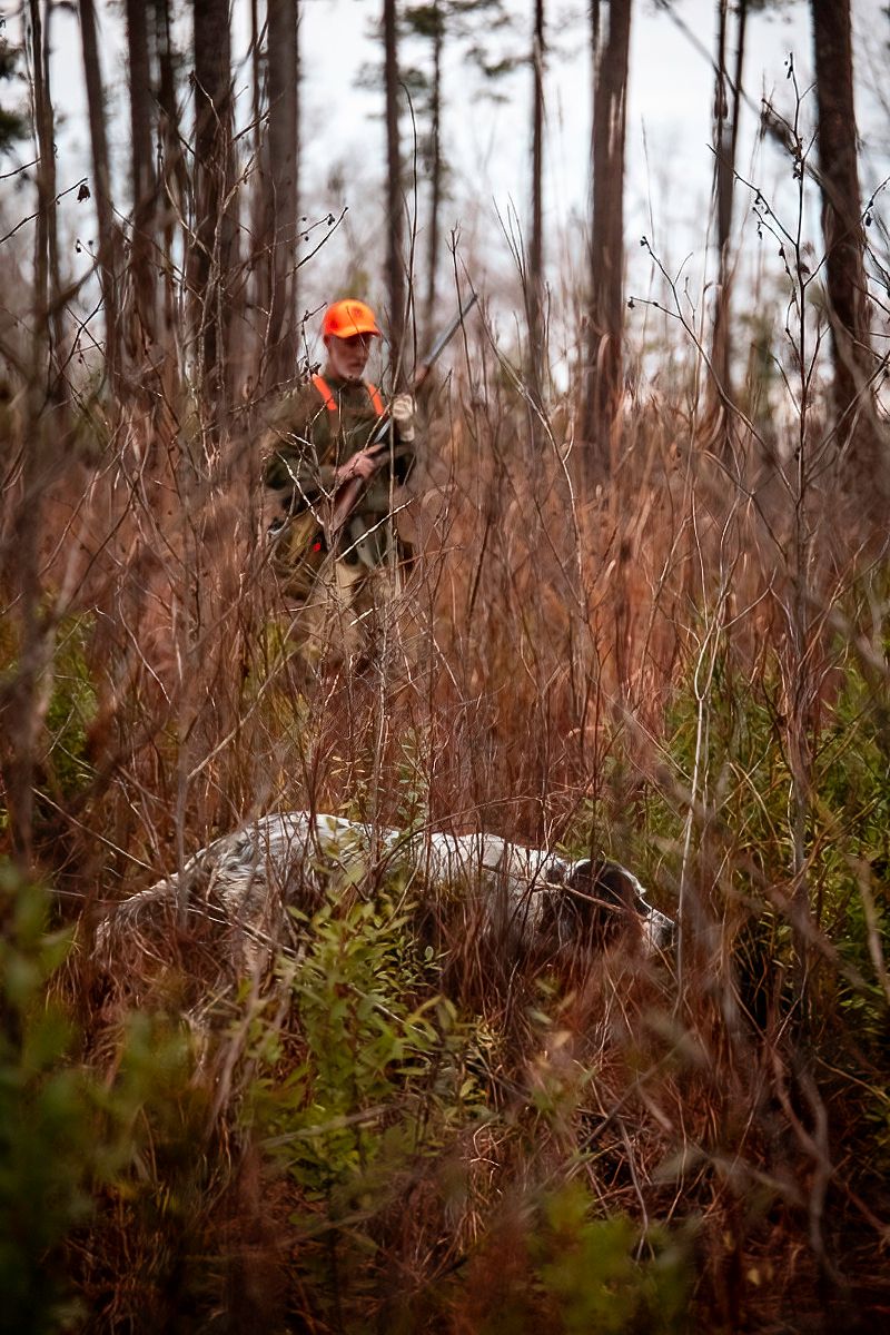 Hunters in orange safety gear visible through tall grass and pine trees.
