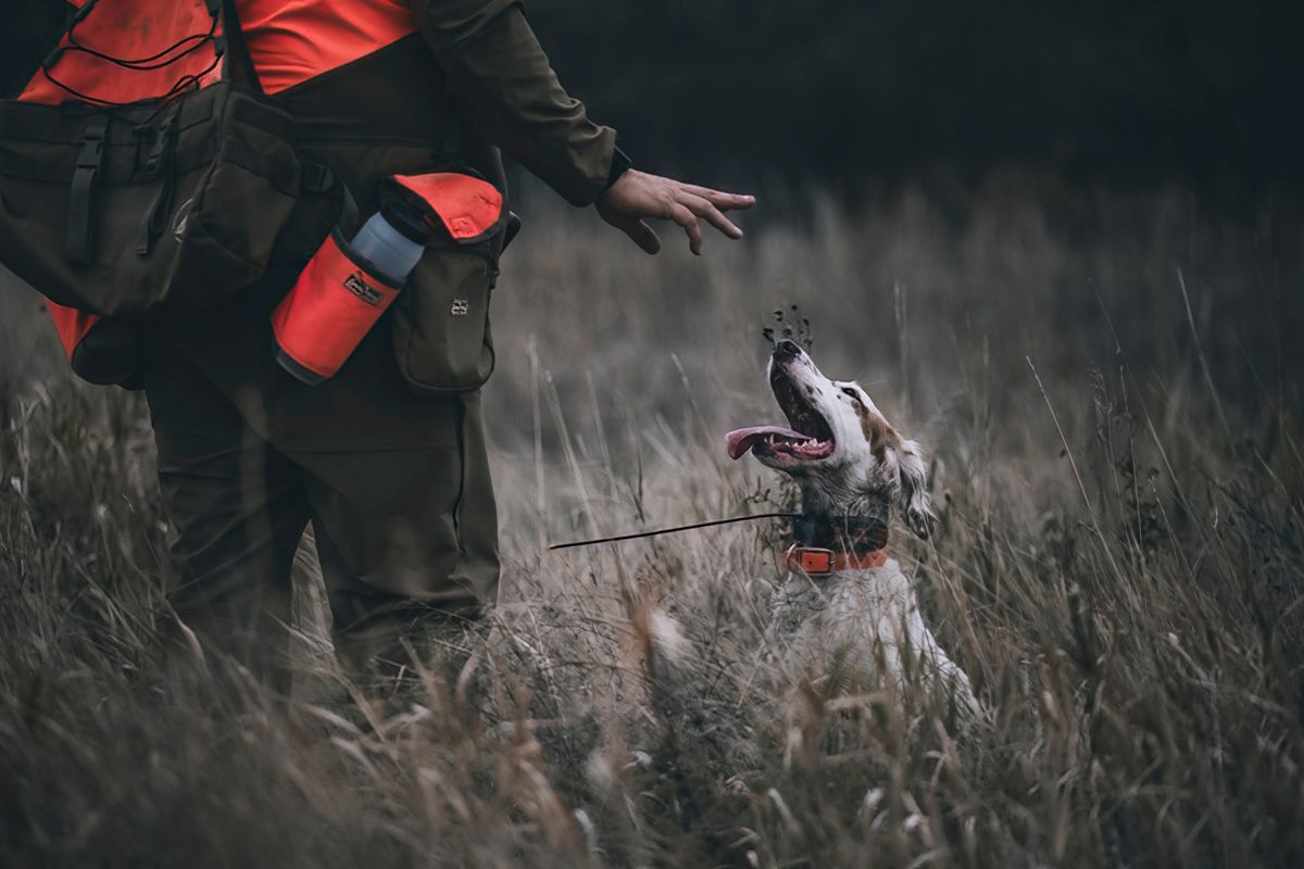 Hunting dog and handlers walking through tall grass field.