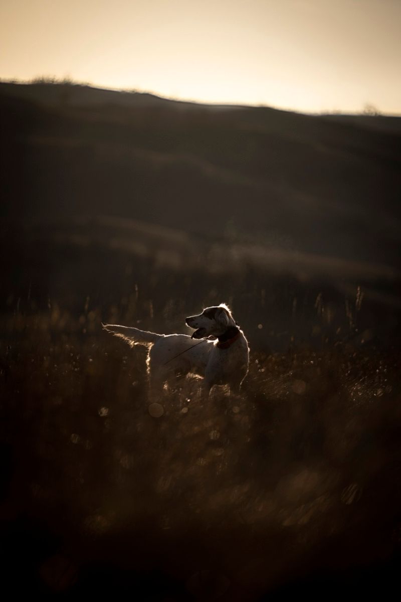 Silhouette of hunting dog in field during golden hour.