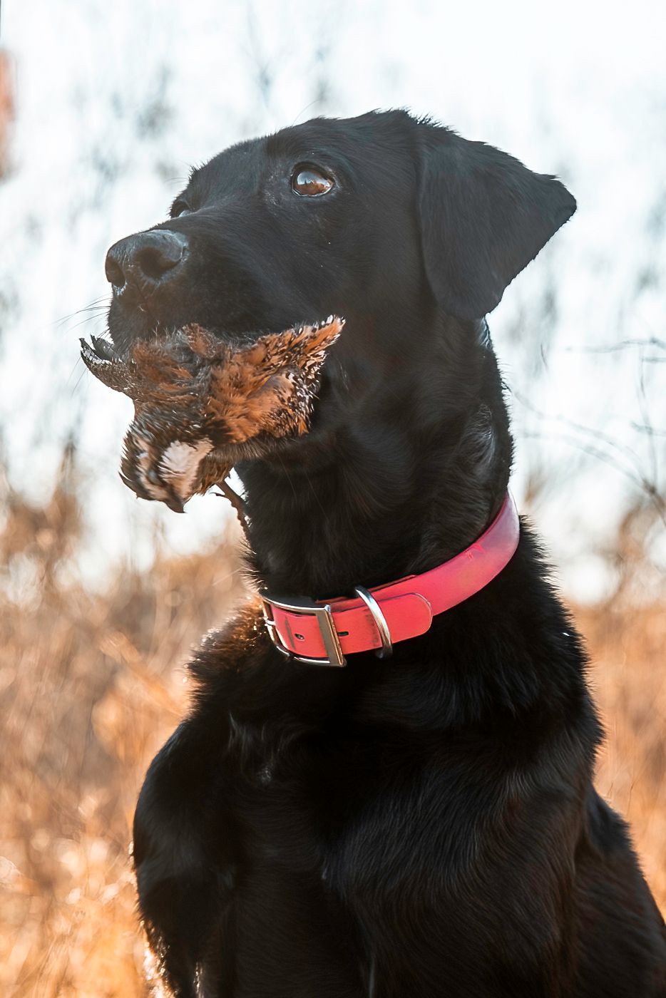 Black Labrador retriever wearing red collar looking alert in autumn field.