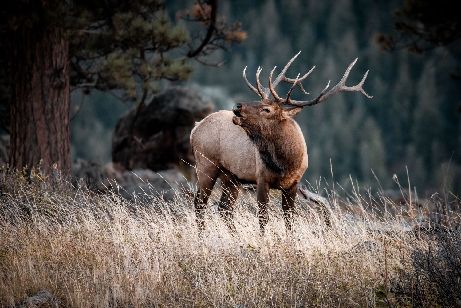 Majestic bull elk stands in tall grass on hillside with dark forest background.