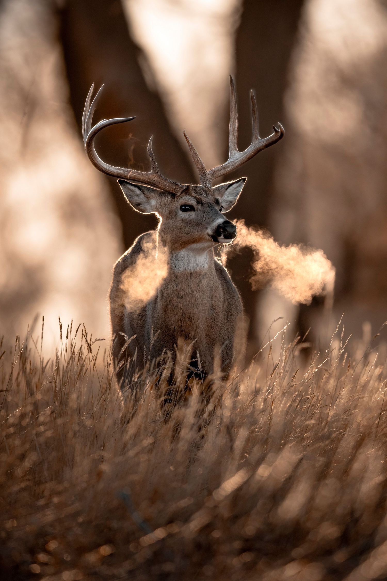 A whitetail buck exhales visible breath in frosty morning light while standing in tall grass.