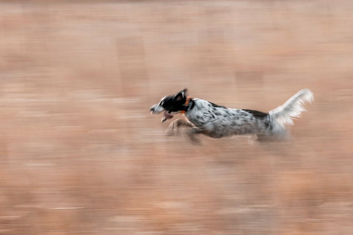 English Setter dog running at high speed with motion blur effect.