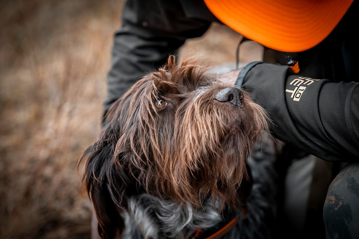 Hunting dog in field.
