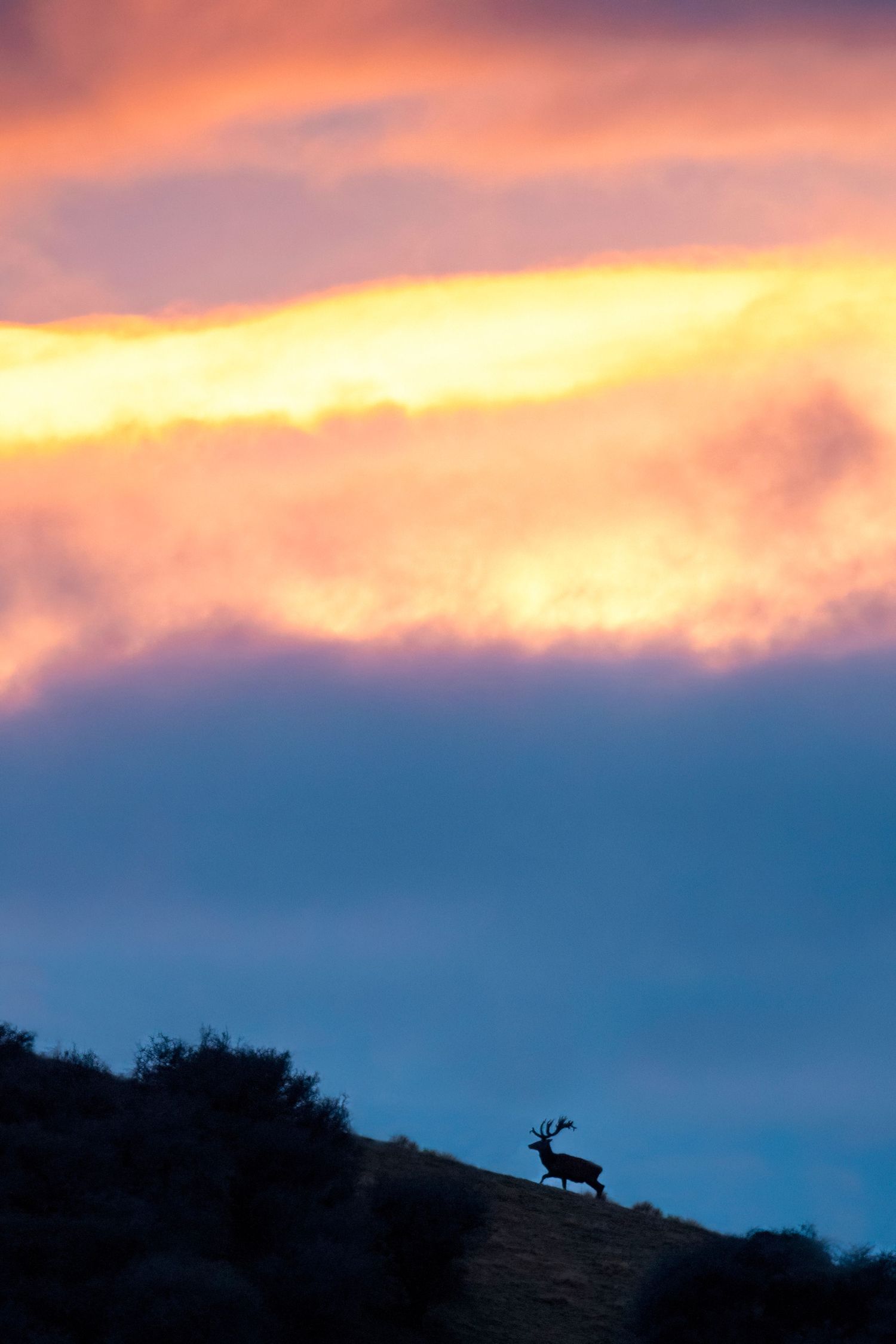 Silhouette on hillside against vibrant sunset sky with orange and purple hues.
