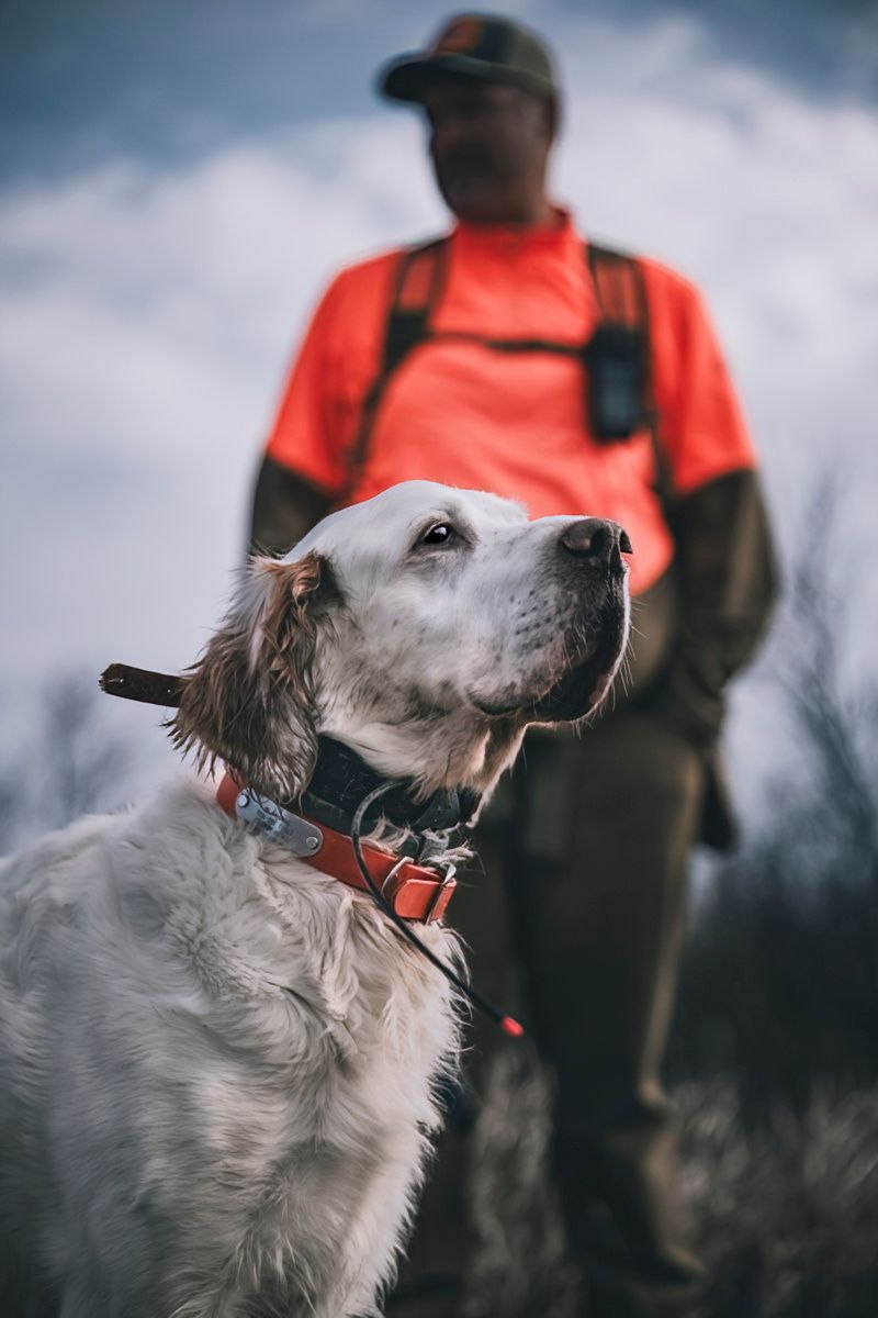 White hunting dog looking alert with hunters in orange vests in background.