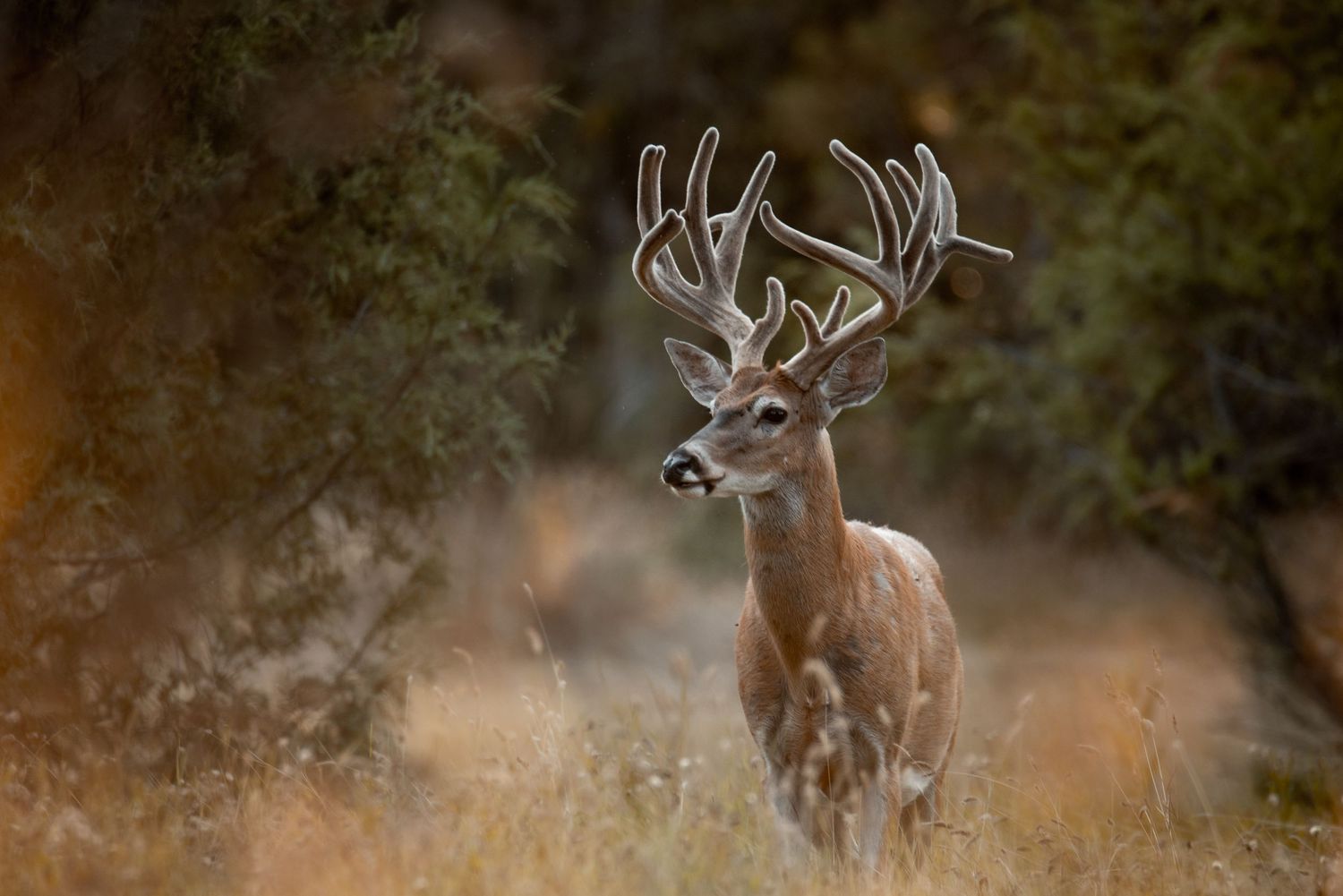 Several white-tailed bucks with antlers move through a wooded area.