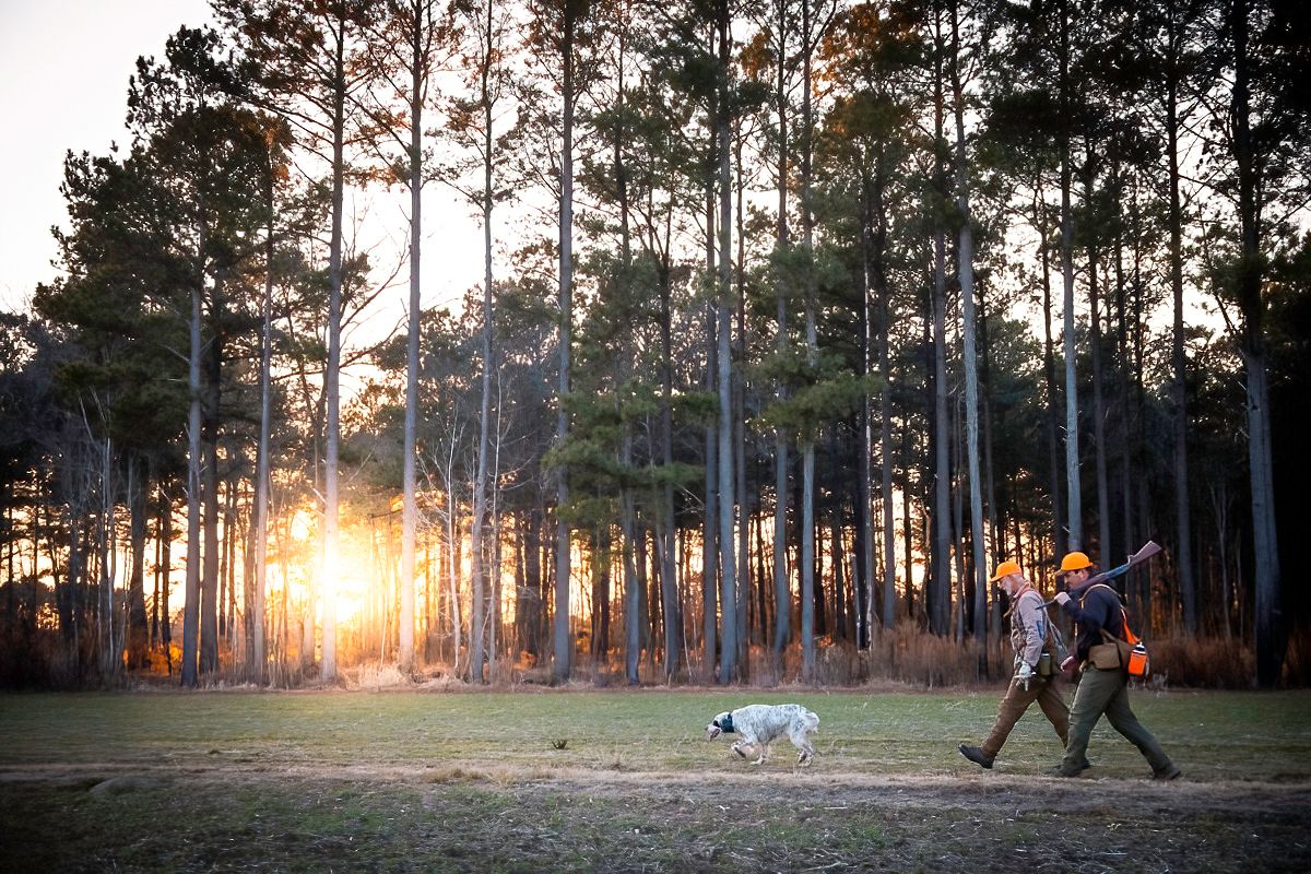 Dogs and people walking through a pine forest at sunset.