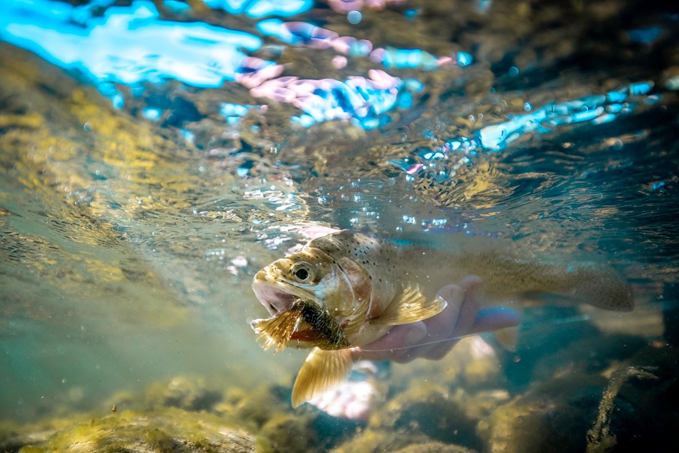 Close-up underwater shot of trout swimming in crystal clear mountain stream.