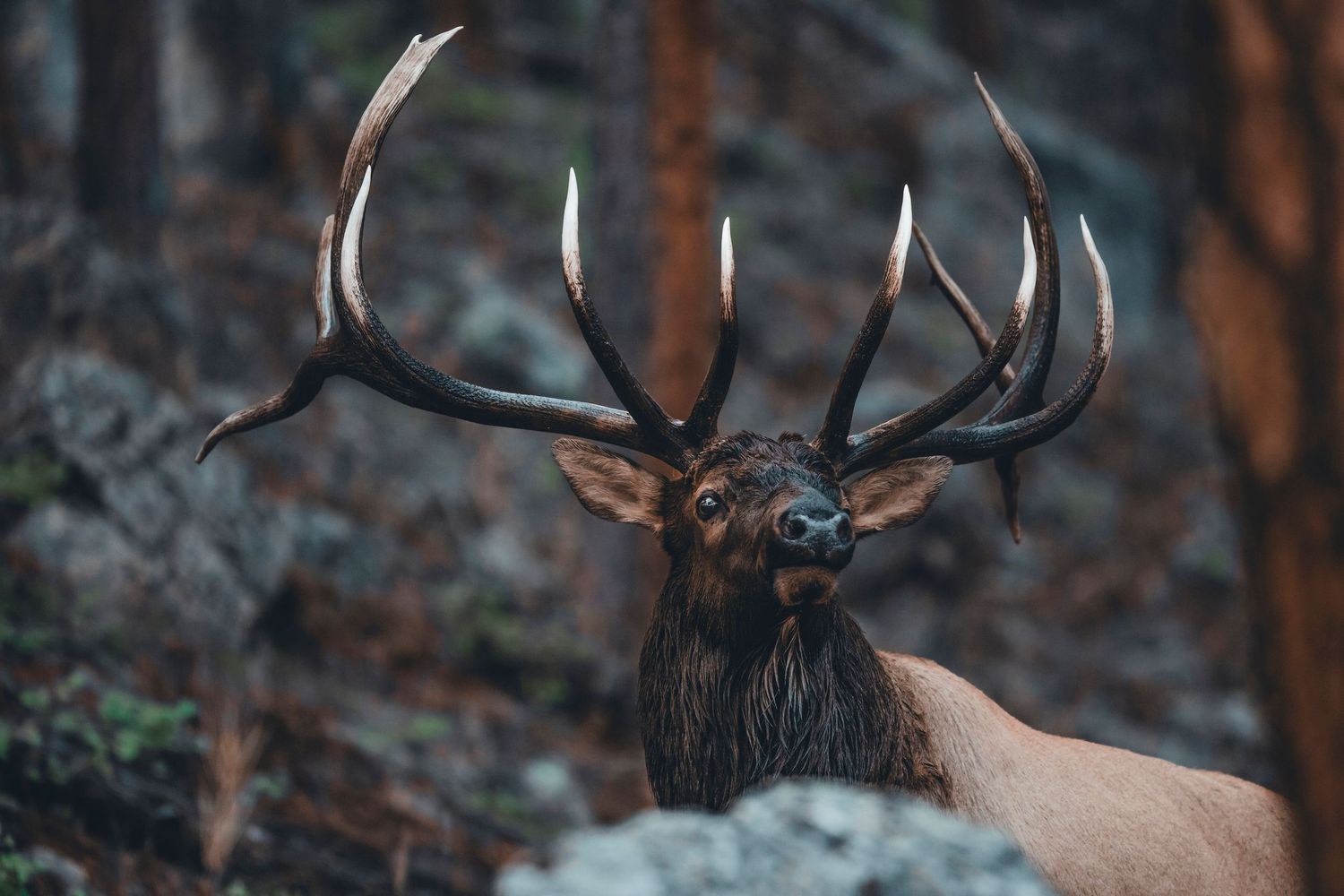 Impressive bull elk with large antlers photographed in dramatic forest lighting.