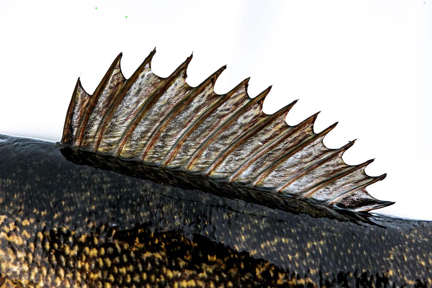 Close-up detail of walleye fish dorsal fin spines and scales.