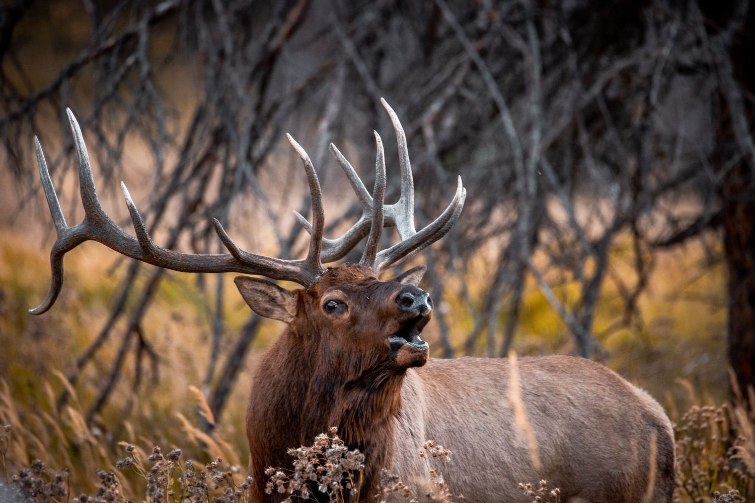 Bull elk bugling in autumn habitat with antlers displayed against blurred forest background.