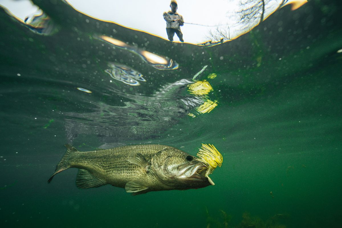 Underwater view of fish swimming near the surface in green-tinted water.