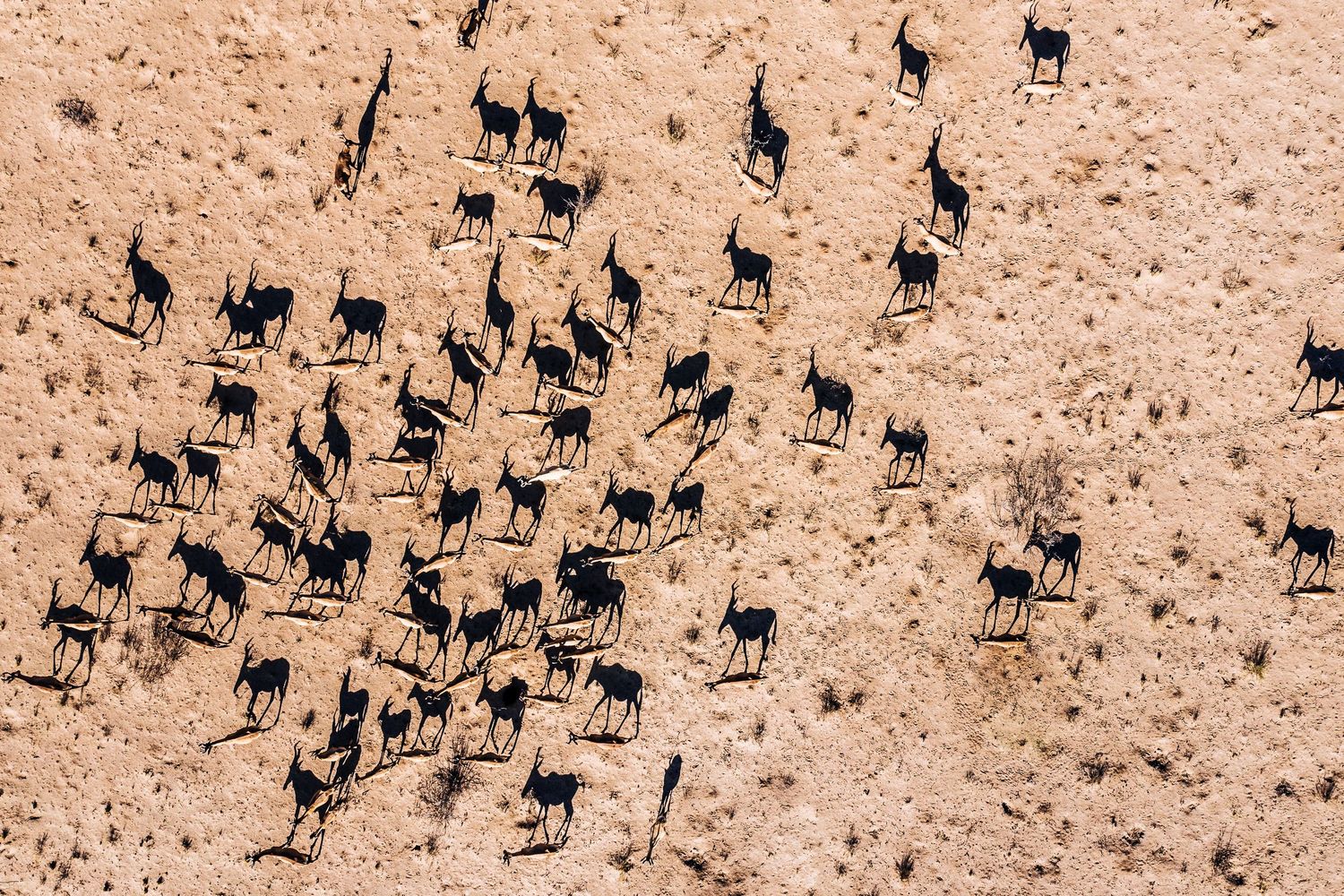 Aerial view of a herd of wildebeest scattered across arid savanna terrain.