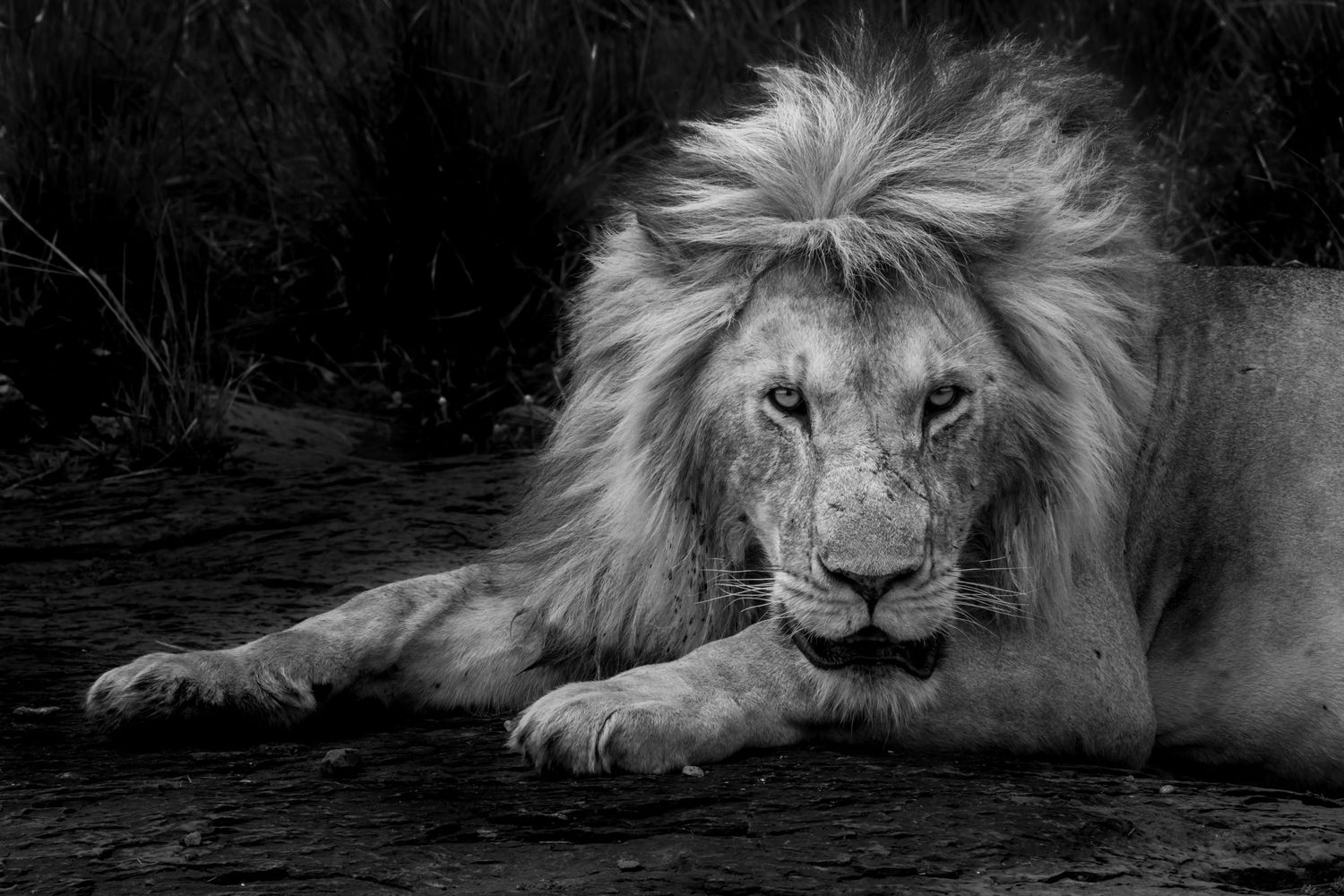 Majestic male lion with full mane resting in dramatic black and white portrait.