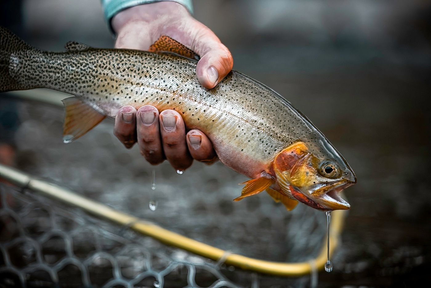 A freshly caught trout with spots being held above a fishing net in close-up detail.