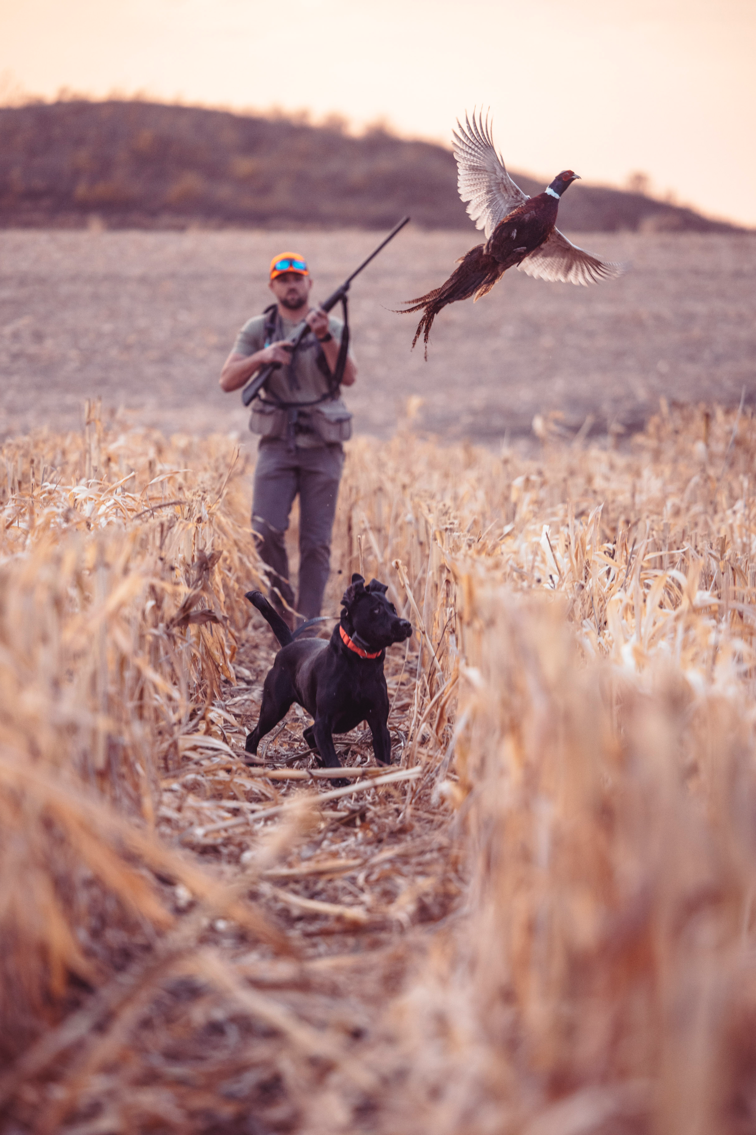 Hunter in camouflage gear tracking pheasants through a cornfield at sunset.