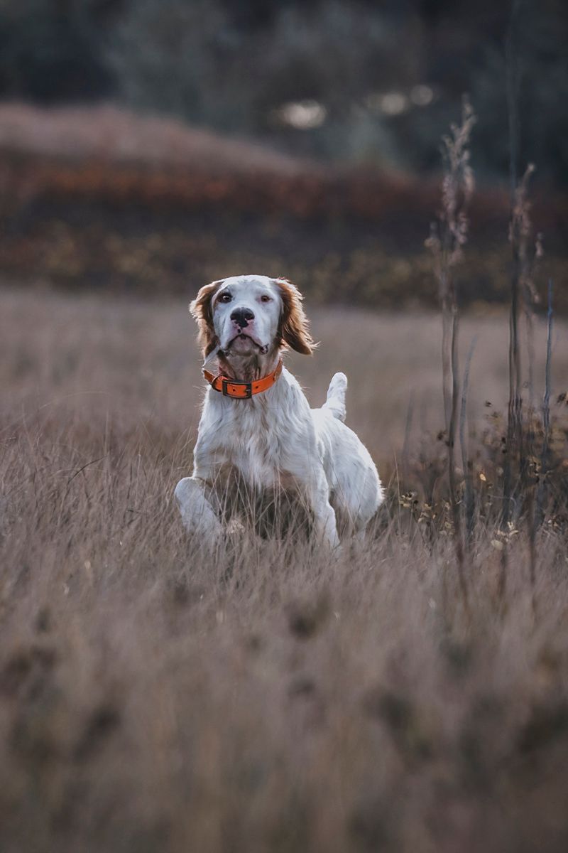 White hunting dogs working together in tall grass during autumn hunt.