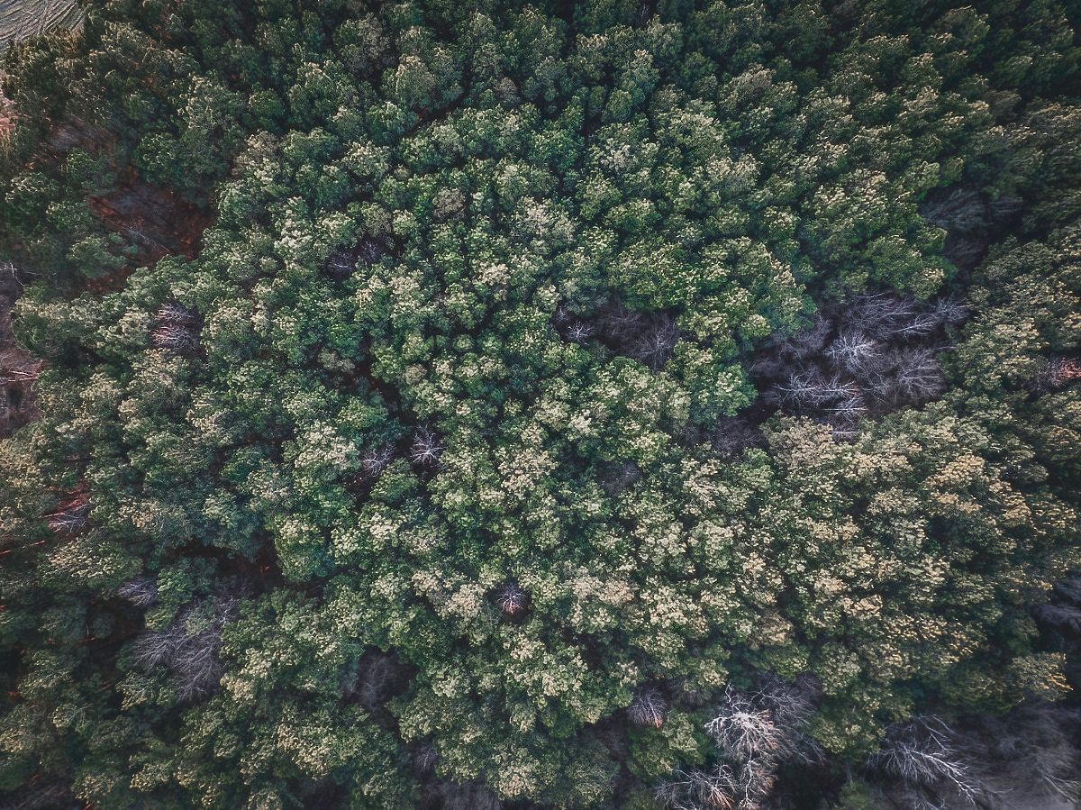 Aerial drone view of dense green forest canopy from above.