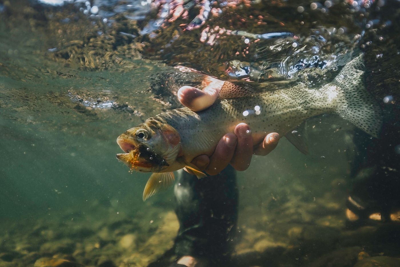 Underwater view of fish swimming in clear mountain stream water.