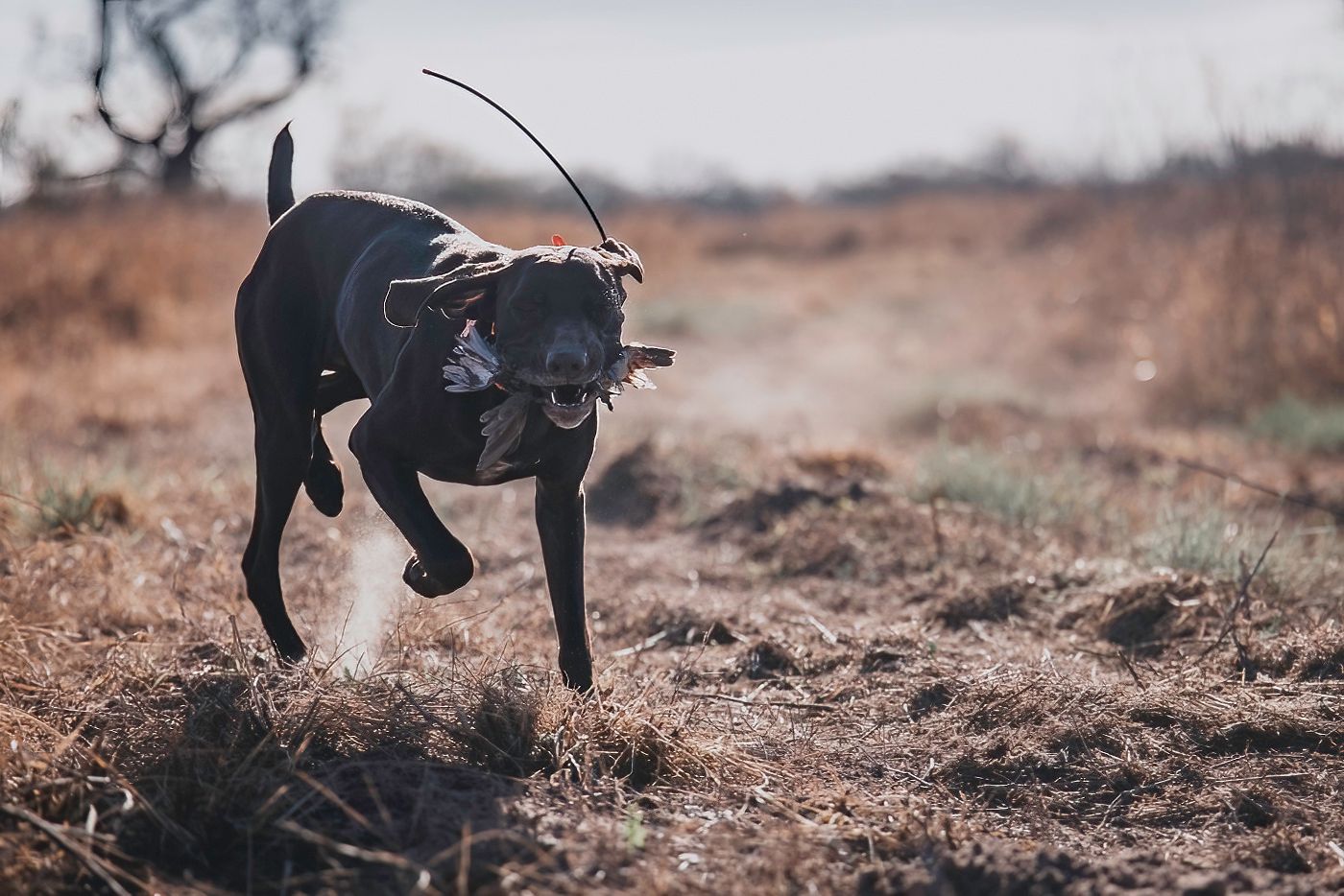 Black hunting dog running through rough terrain during a hunt.