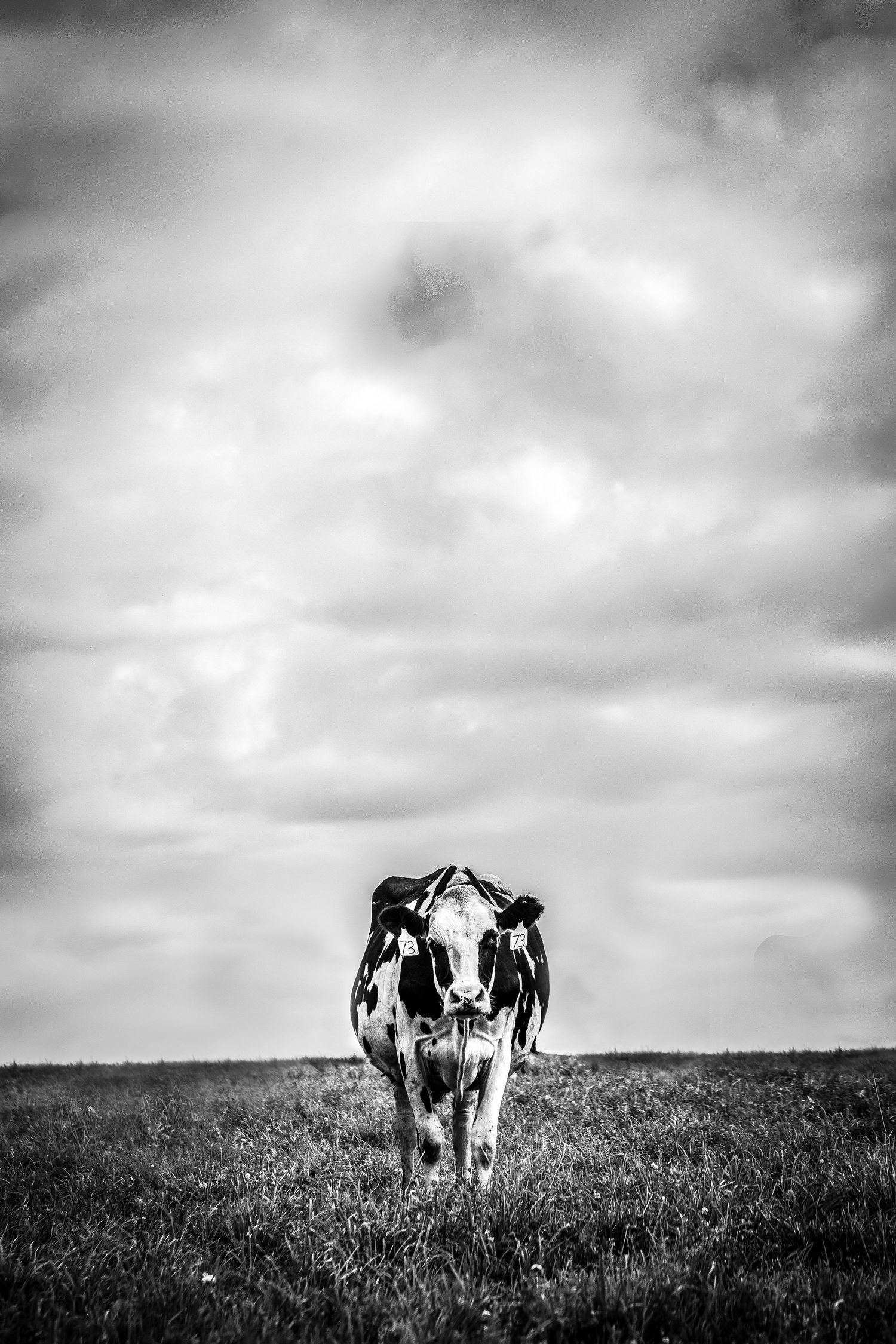 Black and white photograph of Holstein cows grazing on a hilltop against cloudy sky.