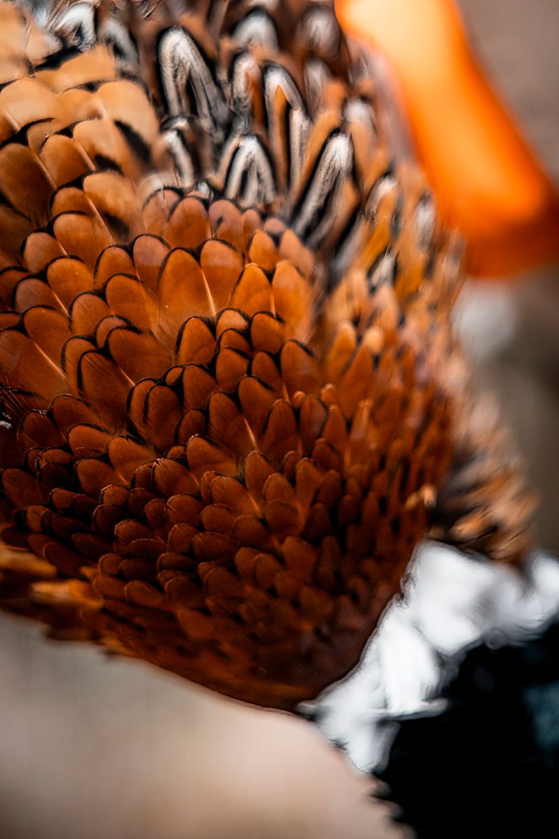 Detailed macro shot of pheasant feathers showing brown and orange patterns.