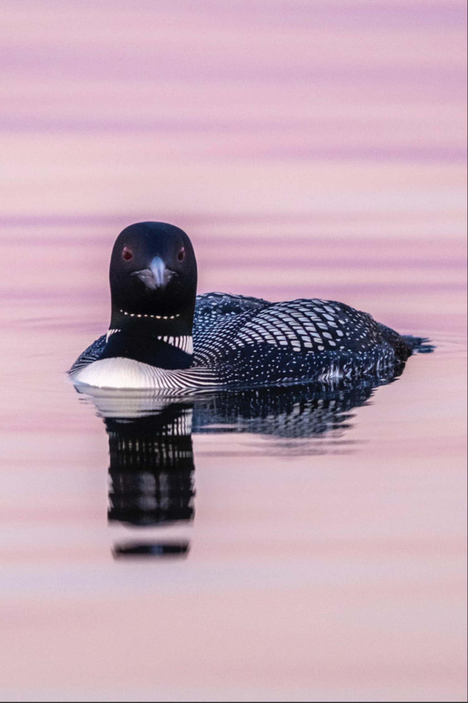 Common loon swimming peacefully on pink-tinted water at dawn.