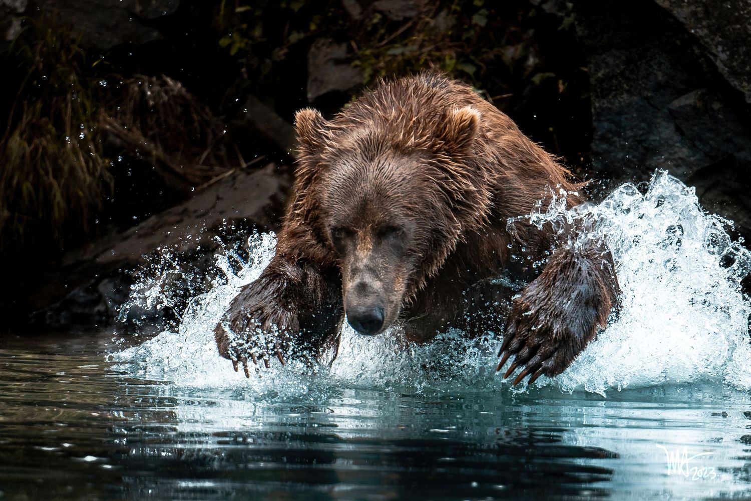 Brown bear splashing through water while hunting for fish in dramatic action shot.