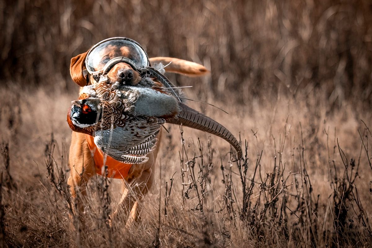 Hunting dog carrying pheasant through brown grass field.