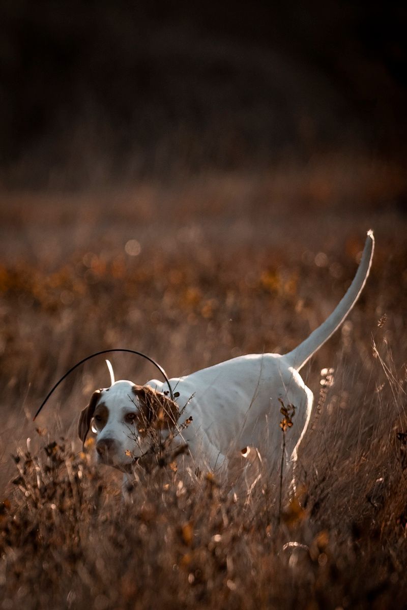 White hunting dog moving through autumn grass during a hunt.