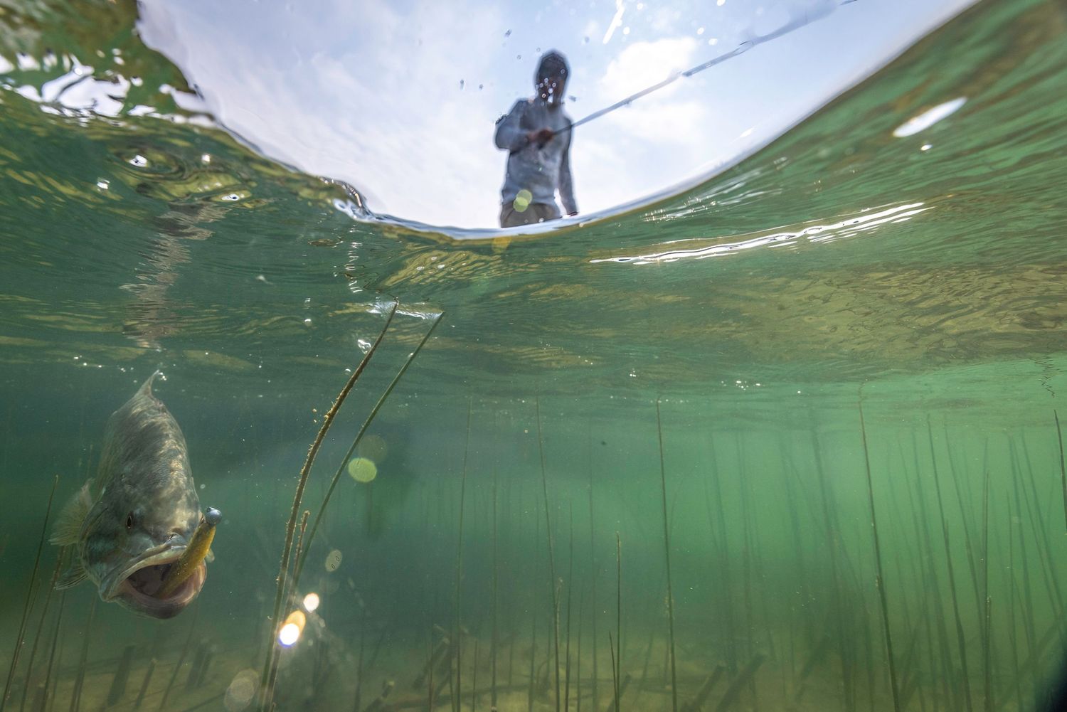 Underwater split-shot view showing green murky water and a fishing line extending down from the surface.