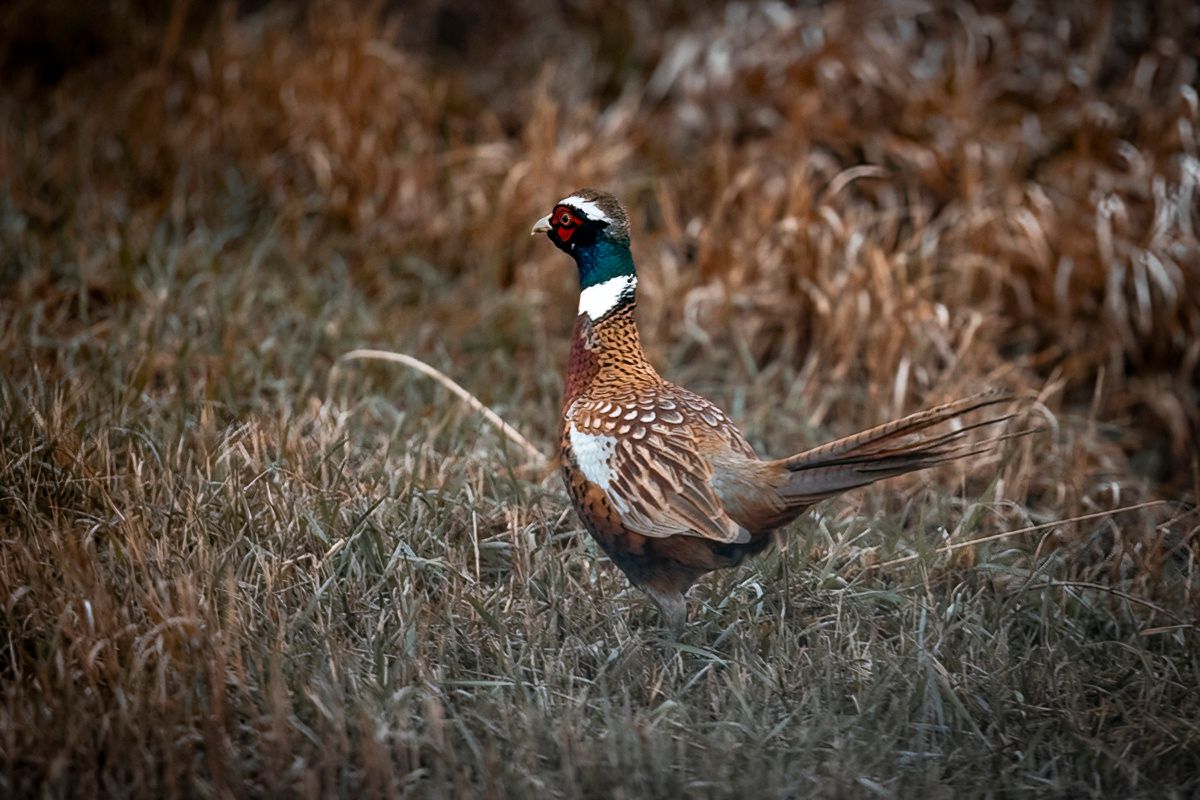 Wild pheasant walking through brown grass in natural habitat.